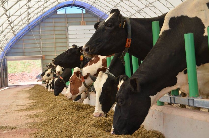 Hayvan Sayısı Artarken Verimliliği Korumak Hayvan Sayısı Artarken Verimliliği Korumak