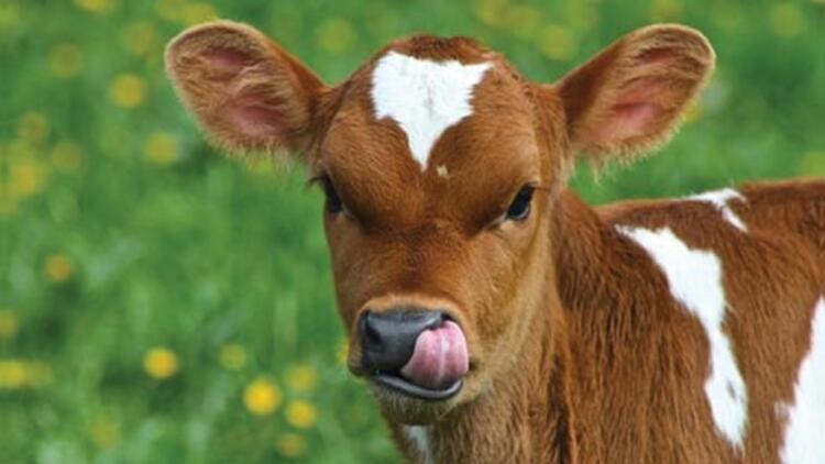 Buzağıların Beslenmesi