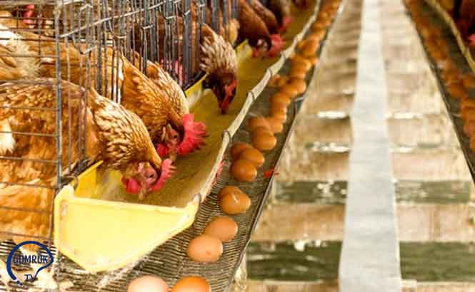 Tavukçuluk Karlı Mı? Tavukçuluk Karlı Mı?