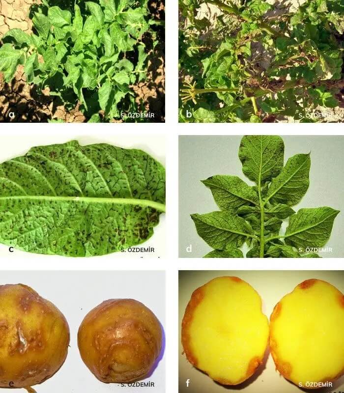 Patates Virüs Hastalıkları