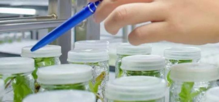 Genetik Islah Çalışmaları