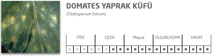 Yaprak Kf