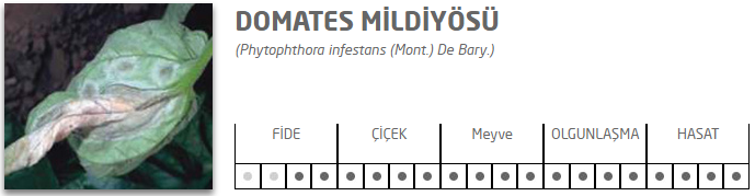 Domates Mildiy