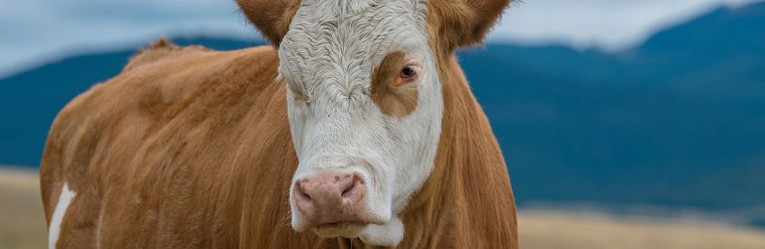 Hayvan Refahı Ve Stresin Üretime Etkisi Hayvan Refahı ve Stresin Üretime Etkisi