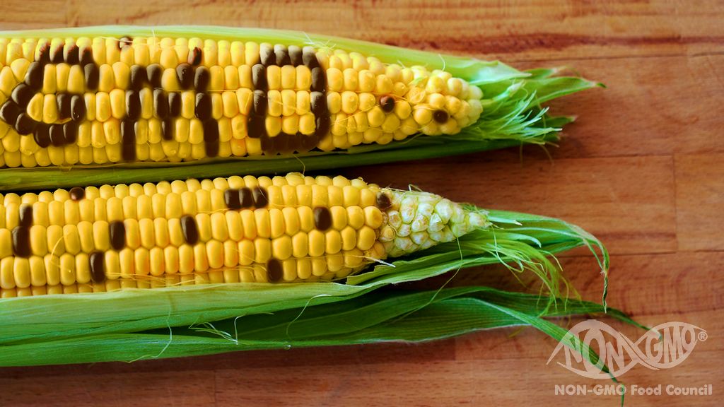 mısır gmo