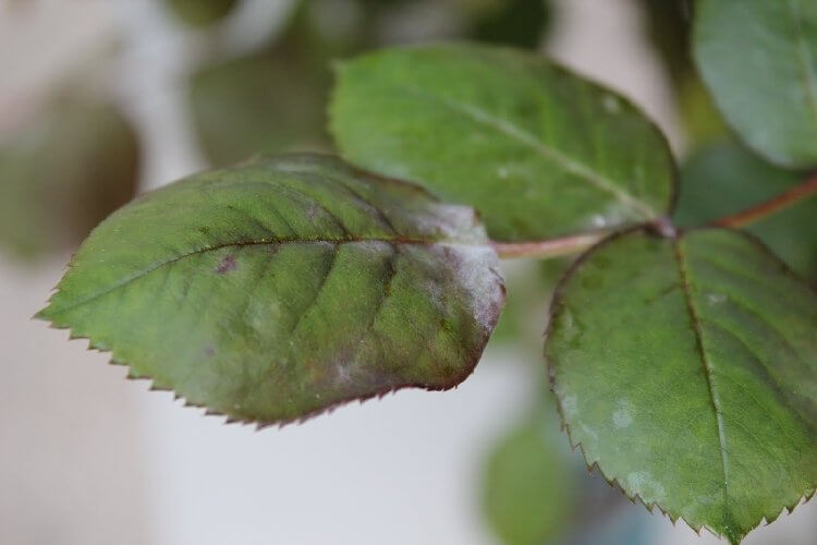 Çiçek Yapraklarında Beyaz Lekeler Gördüyseniz Çiçek Yapraklarında Beyaz Lekeler Gördüyseniz