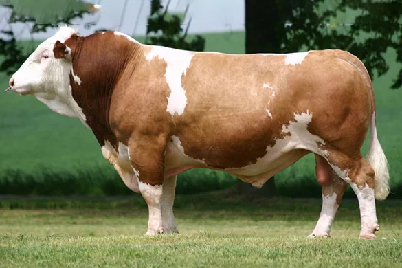 Et Verimi Yüksek Sığır Irkları: Hangi Irk Size Uygun? Simmental Sığırı