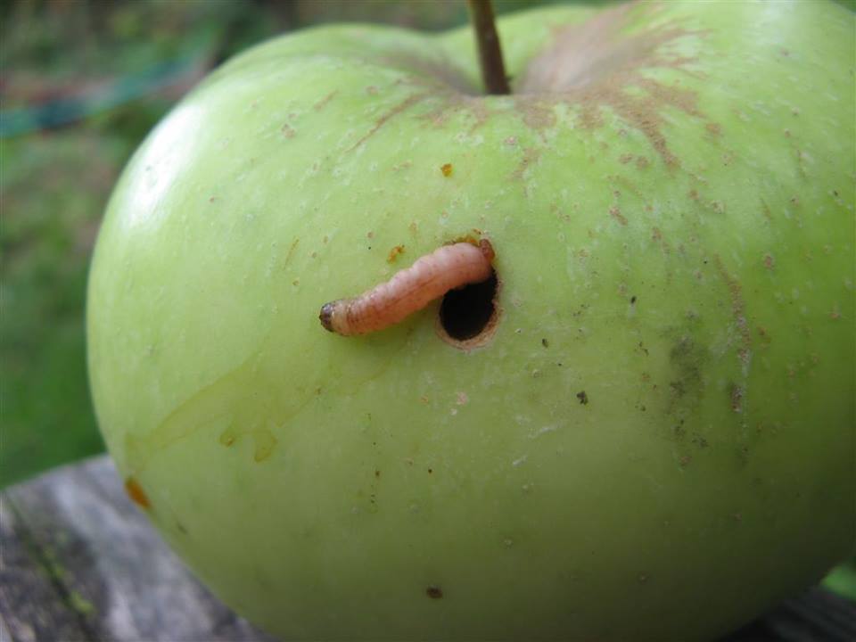 Elma İç Kurdu Larva