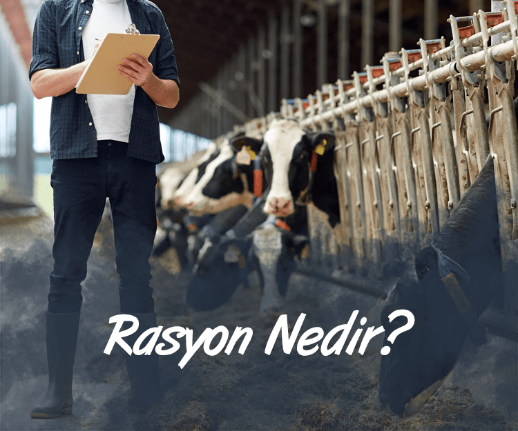 Büyükbaş Hayvan Beslenmesinde Dikkat Edilmesi Gerekenler Rasyon Hazırlama