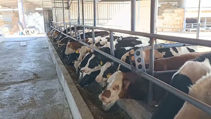 Sığır Beslenmesi