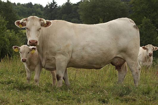 Et Verimi Yüksek Sığır Irkları: Hangi Irk Size Uygun? Charolais Sığırı