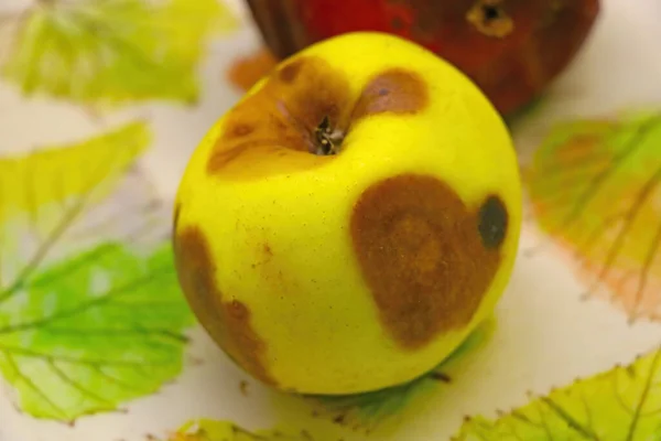 Elma Çürüklüğü (Apple Rot) Elma Çürüklüğü (Apple Rot)