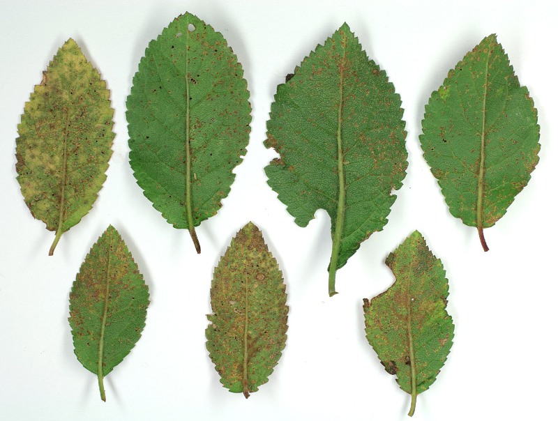 Erik Pası Hastalığı (Tranzschelia Pruni-spinosae (Pers.) Dietel) Erik Pası Hastalığı (Tranzschelia Pruni-spinosae (Pers.) Dietel)