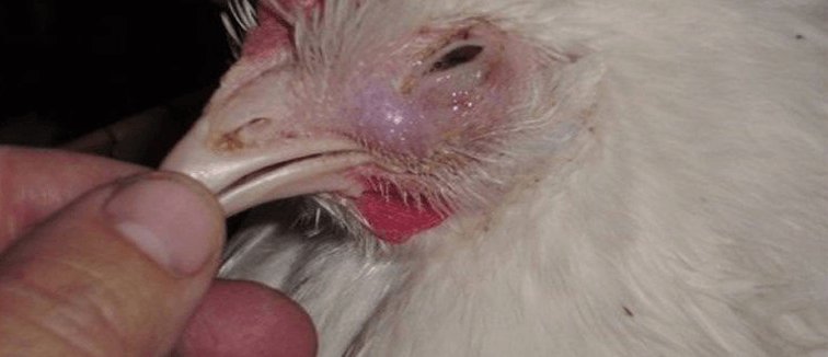 Tavuklarda En Sık Görülen Hastalıklar Nelerdir? Tavuklarda En Sık Görülen Hastalıklar