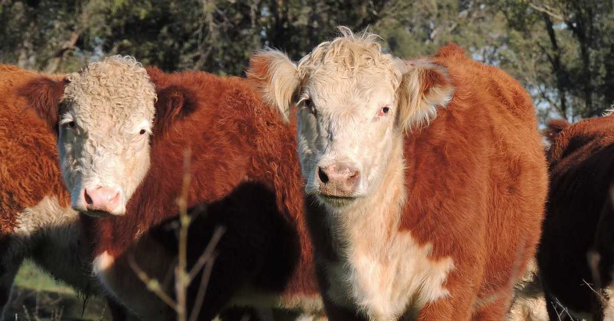 Et Verimi Yüksek Sığır Irkları: Hangi Irk Size Uygun? Hereford Sığırı