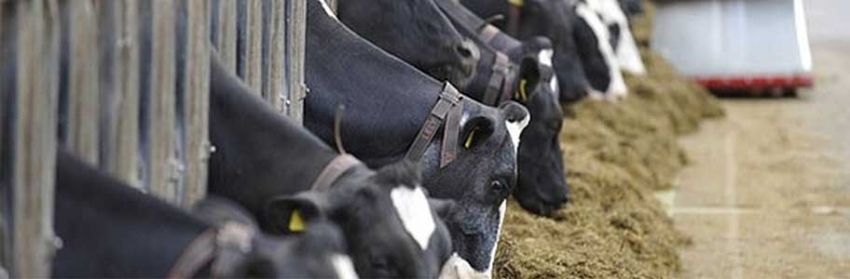 Büyükbaş Hayvan Beslenmesinde Dikkat Edilmesi Gerekenler Büyükbaş Hayvan besleme